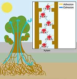 This diagram illustrates capillary action in plants, which allows water to move upward through the xylem from the roots to the leaves. This upward movement is driven by cohesion (hydrogen bonds between the partial positive of one water molecule to the partial negative of another water molecule) and adhesion (attraction between water molecules to other polar molecules). The inset on the top right shows a close-up of these molecular interactions. Blue dashed lines represent hydrogen bonds between water molecules (cohesion), while yellow dashed lines indicate the adhesive forces between water and the xylem wall (adhesion). Together, cohesion and adhesion generate the capillary action and tension required to pull water up through the plant during transpiration.