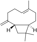Caryophyllene, which is pervasive but especially in cloves.