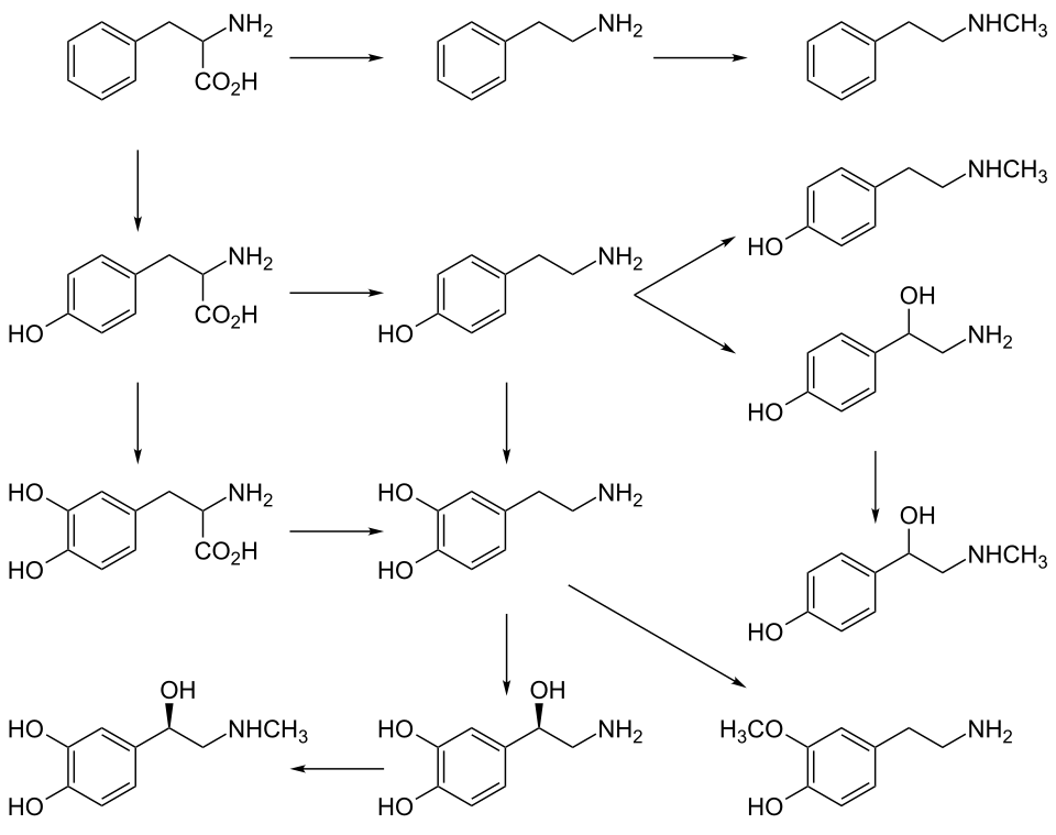 Graphic of catecholamine and trace amine biosynthesis