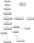 Cholesterol biosynthetic pathway