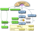 Choline metabolism