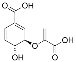 Chemical structure of chorismic acid
