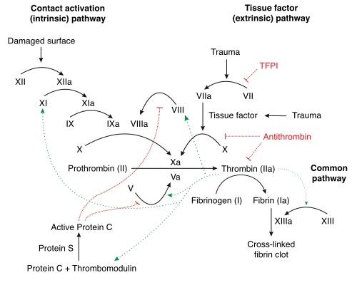 Schematic diagram of the blood coagulation and protein C pathways. In the blood coagulation pathway, thrombin acts to convert factor XI to XIa, VIII to VIIIa V to Va, fibrinogen to fibrin. In addition, thrombin promotes platelet activation and aggregation via activation of protease-activated receptors on the cell membrane of the platelet. Thrombin also cross over into the protein C pathway by converting protein C into APC. APC in turn converts factor V into Vi, and VIIIa into VIIIi. Finally APC activates PAR-1 and EPCR.