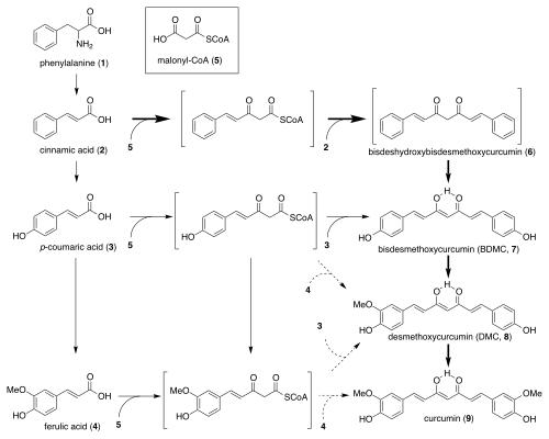 Curcumin biosynthesis diagram