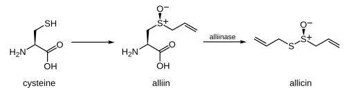 Reaction scheme for the conversion: cysteine → alliin → allicin