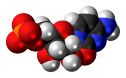 Space-filling model of the cytidine monophosphate molecule as anion (2- charge)
