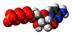 Space-filling model of the cytidine triphosphate molecule as an anion (4- charge)