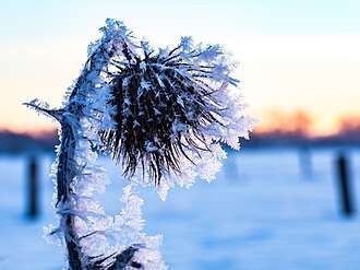 Frost on a thistle in Hausdülmen, North Rhine-Westphalia, Germany