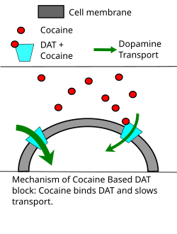 Diagram describes the mechanisms by which cocaine and amphetamines reduce dopamine transporter activity.