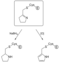 Figure 2 Experimental Evidence for Eflornithine End Product[29]