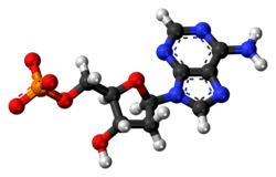 Ball-and-stick model of the deoxyadenosine monophosphate anion