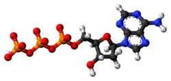 Ball-and-stick model of the deoxyadenosine triphosphate anion