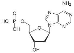 Skeletal formula of deoxyadenosine monophosphate