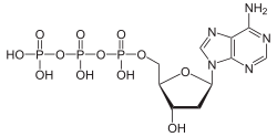 Skeletal formula of deoxyadenosine triphosphate