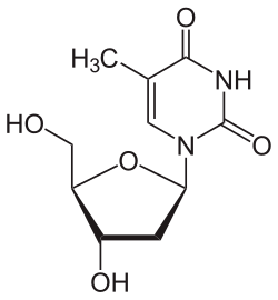 Skeletal formula of thymidine