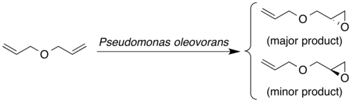 The enantioselective synthesis of allyl glycidyl ether by microbial epoxidation of diallyl ether
