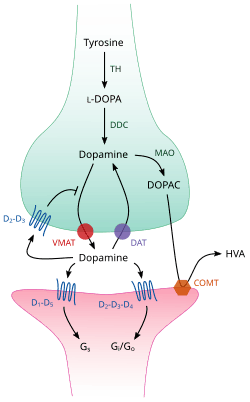 Cartoon diagram of a dopaminergic synapse, showing the synthetic and metabolic mechanisms as well as the things that can happen after release.