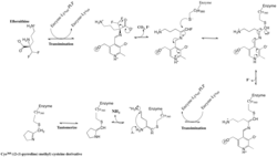 Eflornithine ODC reaction mechanism