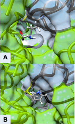 Figure 3 Active Site of ODC Formed by Homodimerization (Green and White Surface Structures) (A) Ornithine in the Active Site of ODC, Cys-360 highlighted in yellow (B) Product of Eflornithine Decarboxylation bound to Cys 360 (highlighted in yellow). The pyrroline ring blocks ornithine from entering the active site[30]