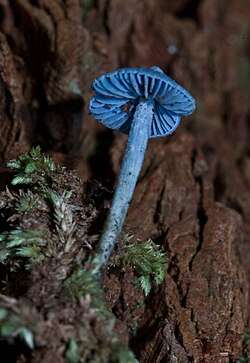 Close-up of a small, thin Entoloma mushroom growing from the mossy bark of a tree. The cap and gills are evenly pigmented a light blue colour and the stem takes on paler tones towards its base.