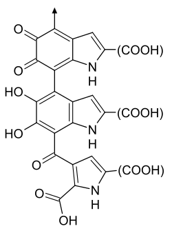One possible structure of eumelanin