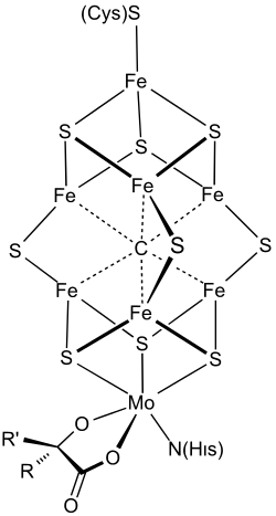 Structure of the FeMoco active site of nitrogenase