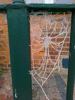 A spiderweb covered in frost