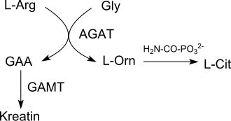 Glycocyamine Biosynthesis pathway