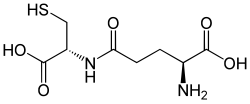 Stereo, skeletal formula of gamma-glutamylcysteine ((2S)-2-amino, -[(1R)-1-carboxy])