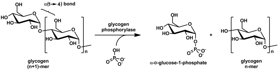 Action of glycogen phosphorylase on glycogen