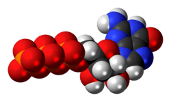 Space-filling model of the guanosine triphosphate anion