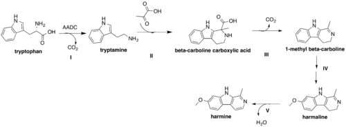 Proposed biosynthesis of harmine from L-tryptophan