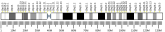 Chromosome 10 (human)
