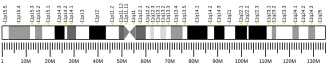 Chromosome 11 (human)