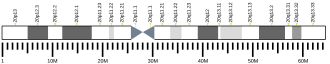Chromosome 20 (human)