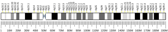 Chromosome 4 (human)