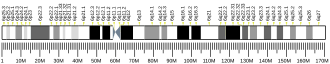 Chromosome 6 (human)