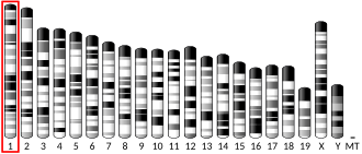 Chromosome 1 (mouse)