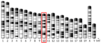 Chromosome 10 (mouse)