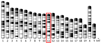 Chromosome 11 (mouse)