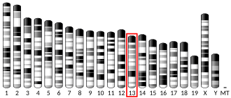 Chromosome 13 (mouse)