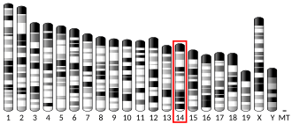 Chromosome 14 (mouse)