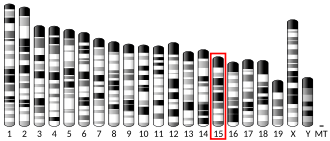 Chromosome 15 (mouse)