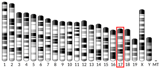 Chromosome 17 (mouse)