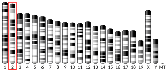 Chromosome 2 (mouse)