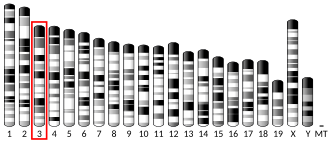 Chromosome 3 (mouse)