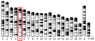 Chromosome 5 (mouse)