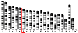 Chromosome 7 (mouse)