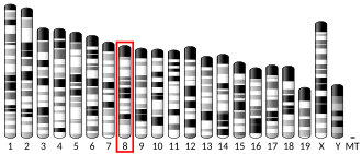 Chromosome 8 (mouse)
