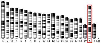 X chromosome (mouse)